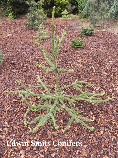 Picea omorika 'Medusa'